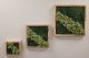 Botanische mossschilderijen in drie vierkanten 