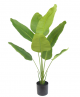 Strelitzia 120 cm hoog